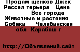 Продам щенков Джек Рассел терьера › Цена ­ 25 000 - Все города Животные и растения » Собаки   . Челябинская обл.,Карабаш г.